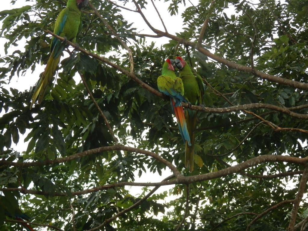 Puerto Viejo de Talamanca海上阳光旅馆别墅 外观 照片
